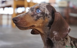 Teckel Miniatura perros en venta: 🔹 TECKEL MINIATURA 🔹 - Imagen 10
