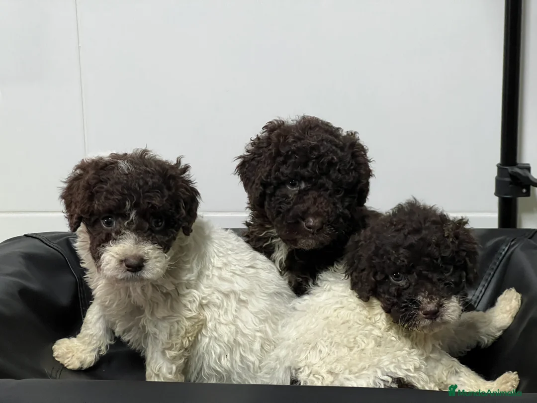 Perro de Agua Español perros en venta: Perro aguas choco y blanco choco  - Anuncio 2