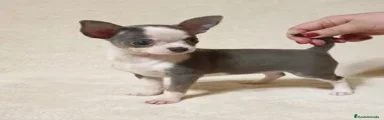 Chihuahua 1