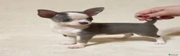 Chihuahua perros en venta: CHIHUAHUA - Anuncio 8