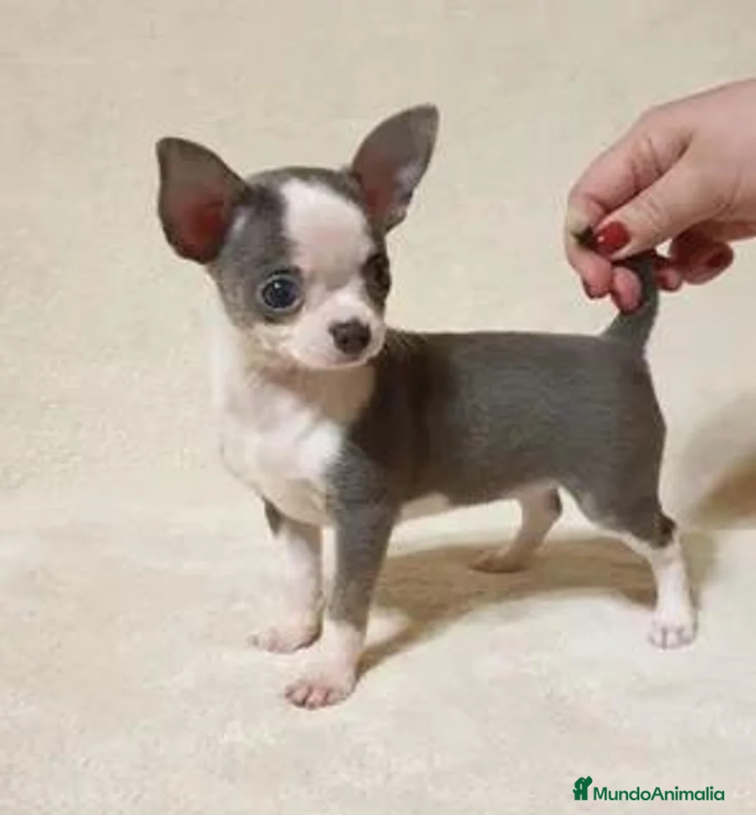 Chihuahua perros en venta: CHIHUAHUA - Anuncio 8