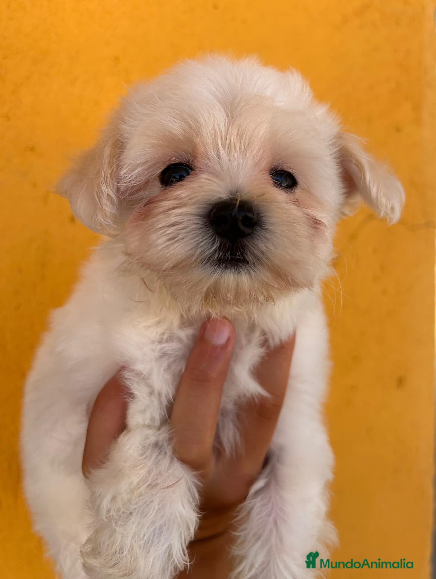 Bichón Maltés perros Camada de Bichon maltes - Anuncio 2