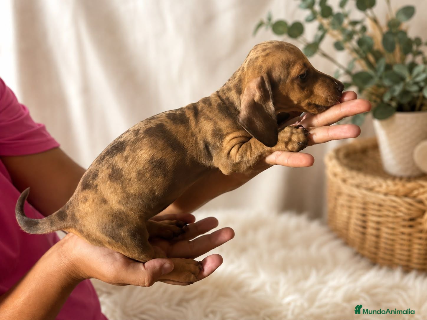 Teckel Miniatura perros Macho negro fuego y hembra arlequín chocolate  - Anuncio 1