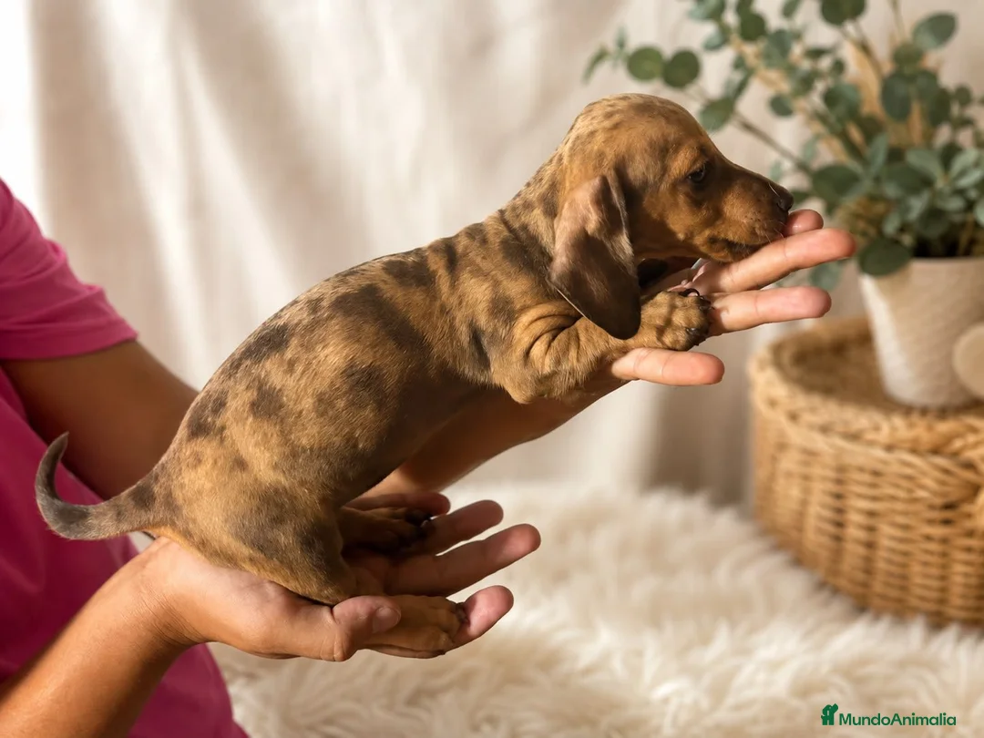 Teckel Miniatura perros en venta: Macho negro fuego y hembra arlequín chocolate  - Anuncio 1