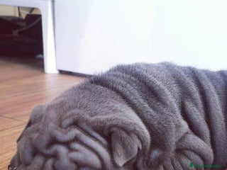 Shar Pei perros en Málaga - Anuncio 19