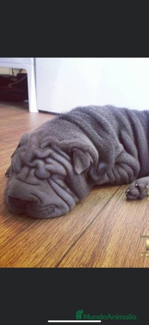 Shar Pei perros en Málaga - Anuncio 19