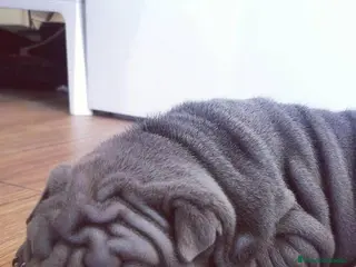 Shar Pei perros LOS BEBES SAHR PEI MAS BONITOS en Málaga - Anuncio 31