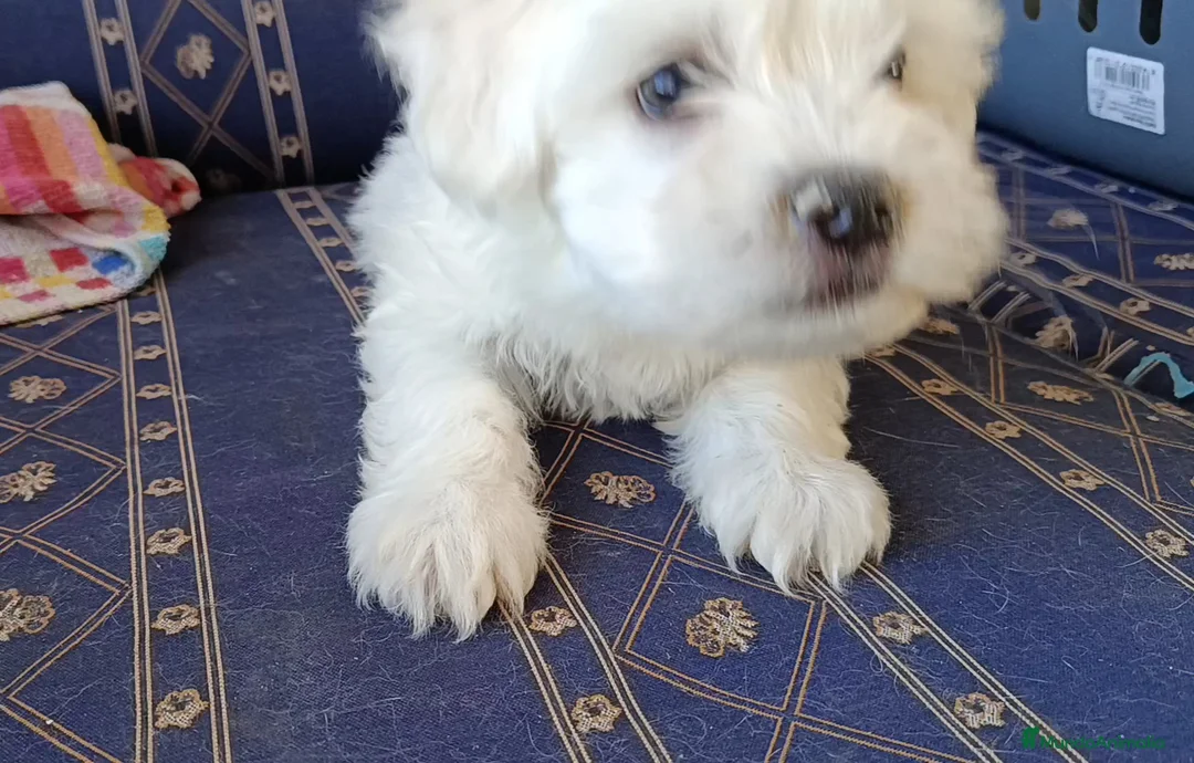 Bichón Maltés perros en venta: BICHÓN MALTES MACHITO  - Anuncio 1