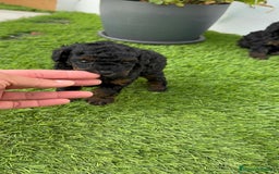 Caniche Toy perros en venta: CANICHE TOY HEMBRA - Imagen 15