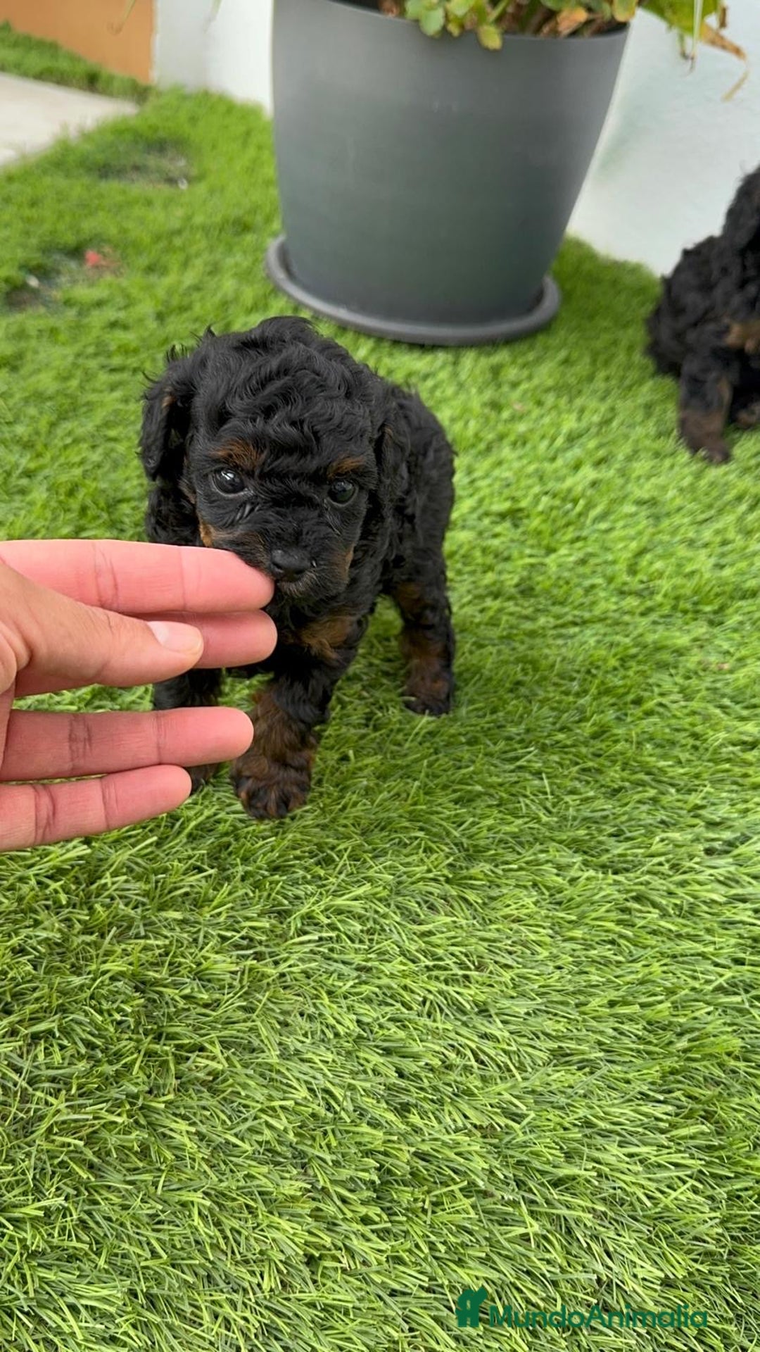 Caniche Toy perros en venta: CANICHE TOY HEMBRA - Imagen 15
