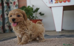 Maltipoo perros en venta: 🐾 LAMBO & SANI, Maltipoo ✨ - Imagen 6