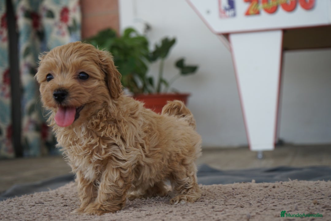 Maltipoo perros en venta: 🐾 LAMBO & SANI, Maltipoo ✨ - Imagen 6