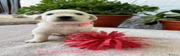 Golden Retriever perros en venta: Golden Retriever - Anuncio 6