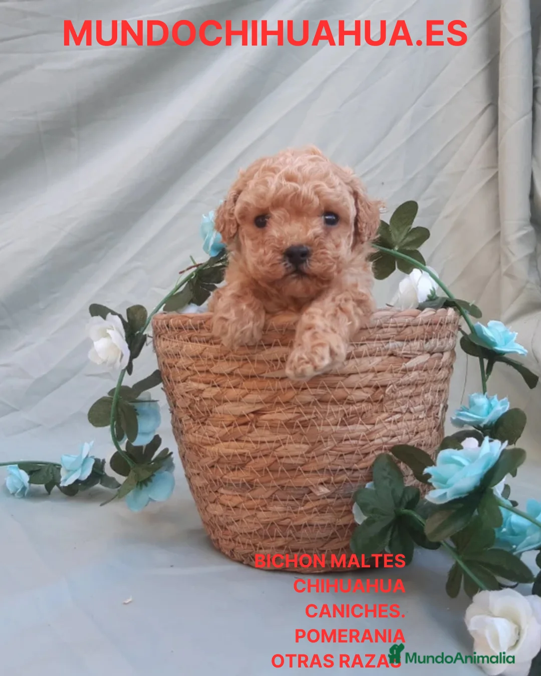 Caniche Toy perros en venta: PRECIOSOS CANICHE  ROJO LINEA TOY - Anuncio 1