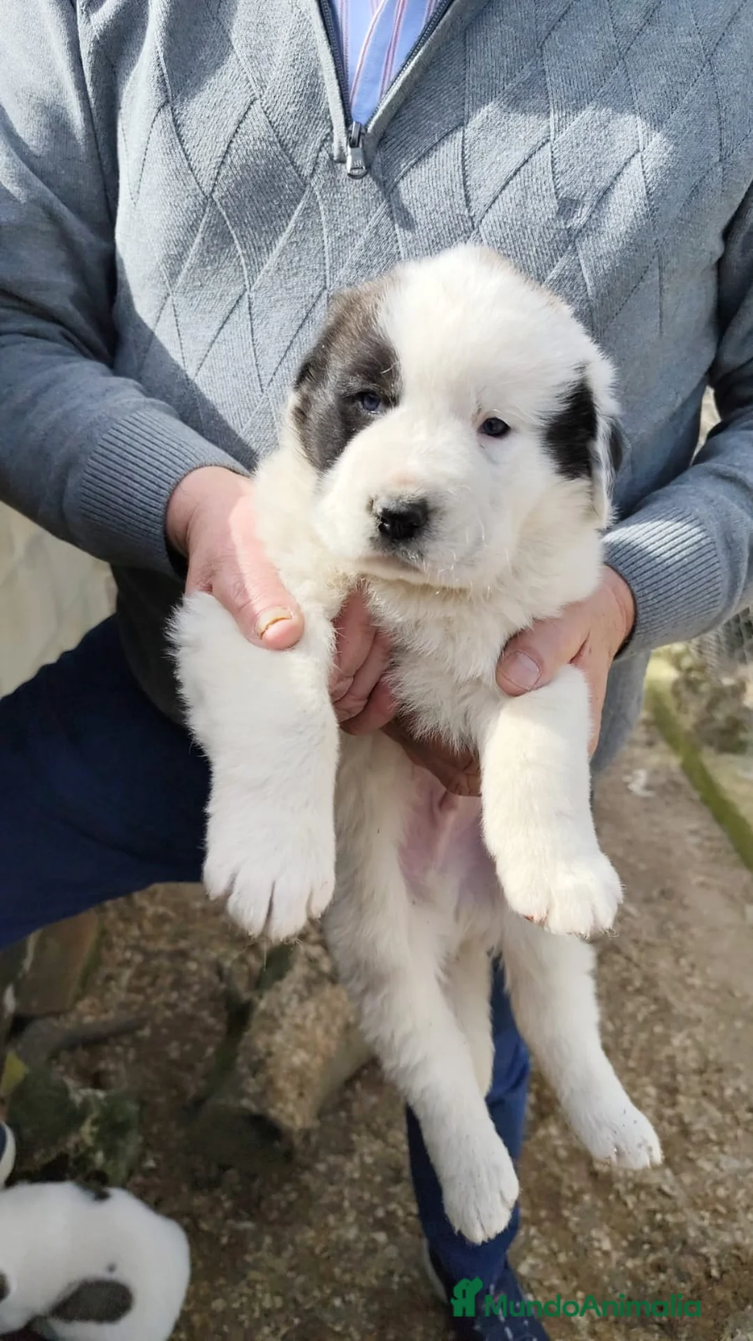 Mastín Español perros en venta: imprecionantes mastin español - Anuncio 7