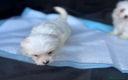 Bichón Maltés perros en venta: Bichon maltés toy  - Imagen 4