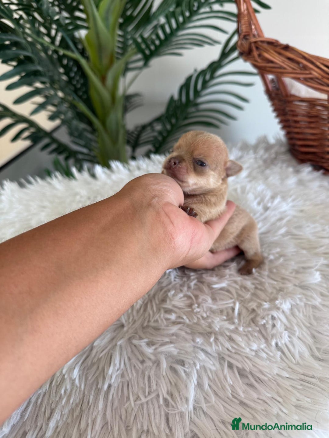 Chihuahua perros en venta: CHIHUAHUA MACHO CANELA - Imagen 3