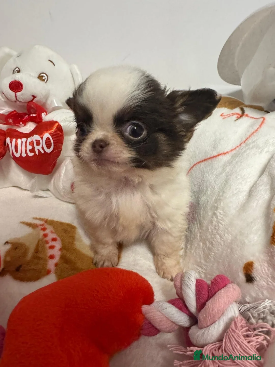 Chihuahua perros en venta: Chihuahua línea rusa - Anuncio 1
