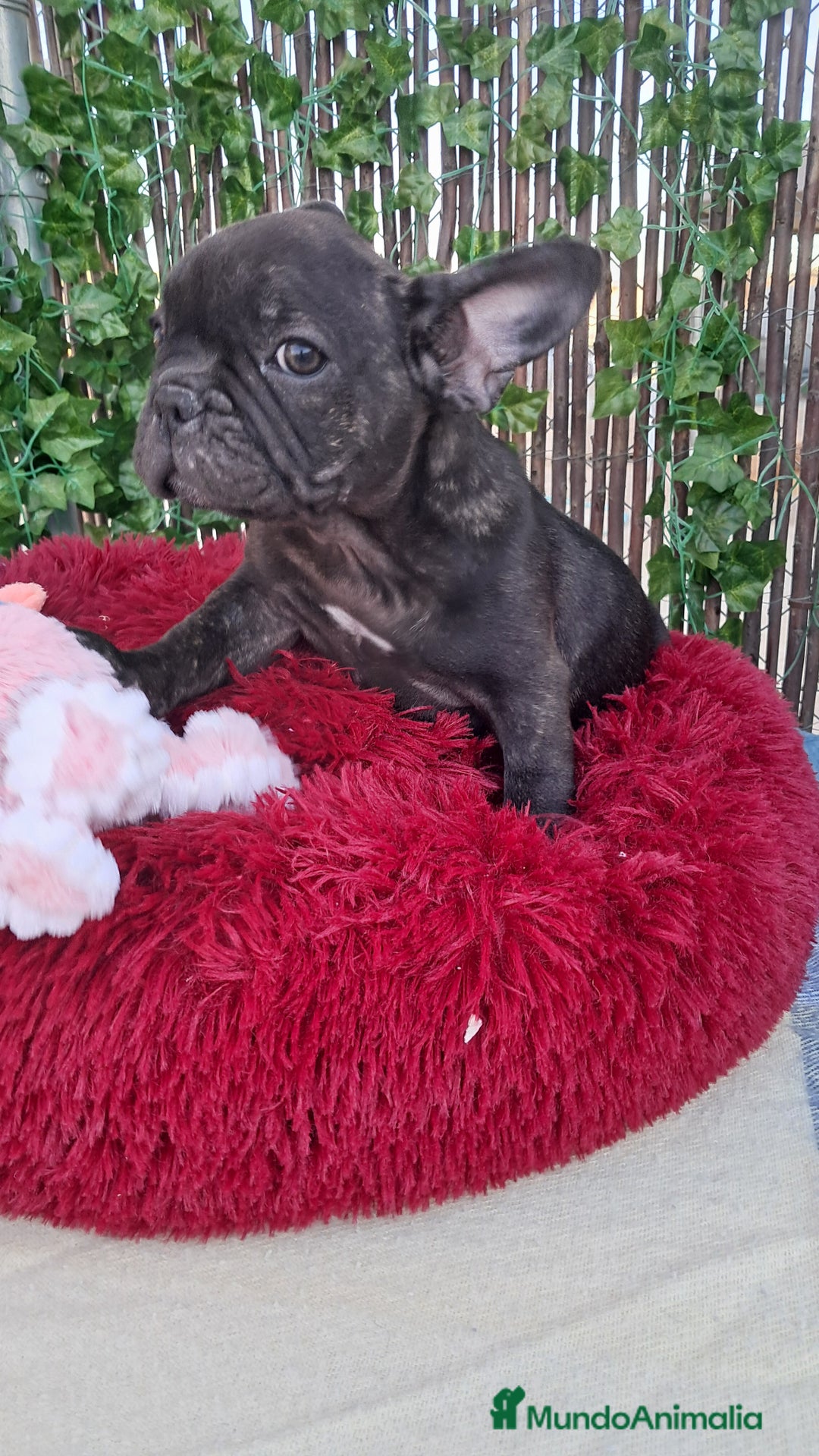 Bulldog Francés perros en venta: Bebés Bulldog Francés  - Imagen 2
