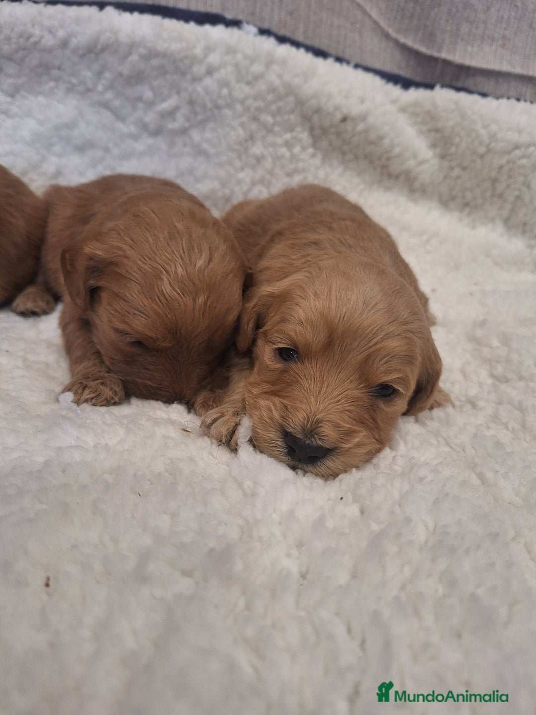 Goldendoodle perros en venta: Goldendoodle medianos  - Anuncio 11