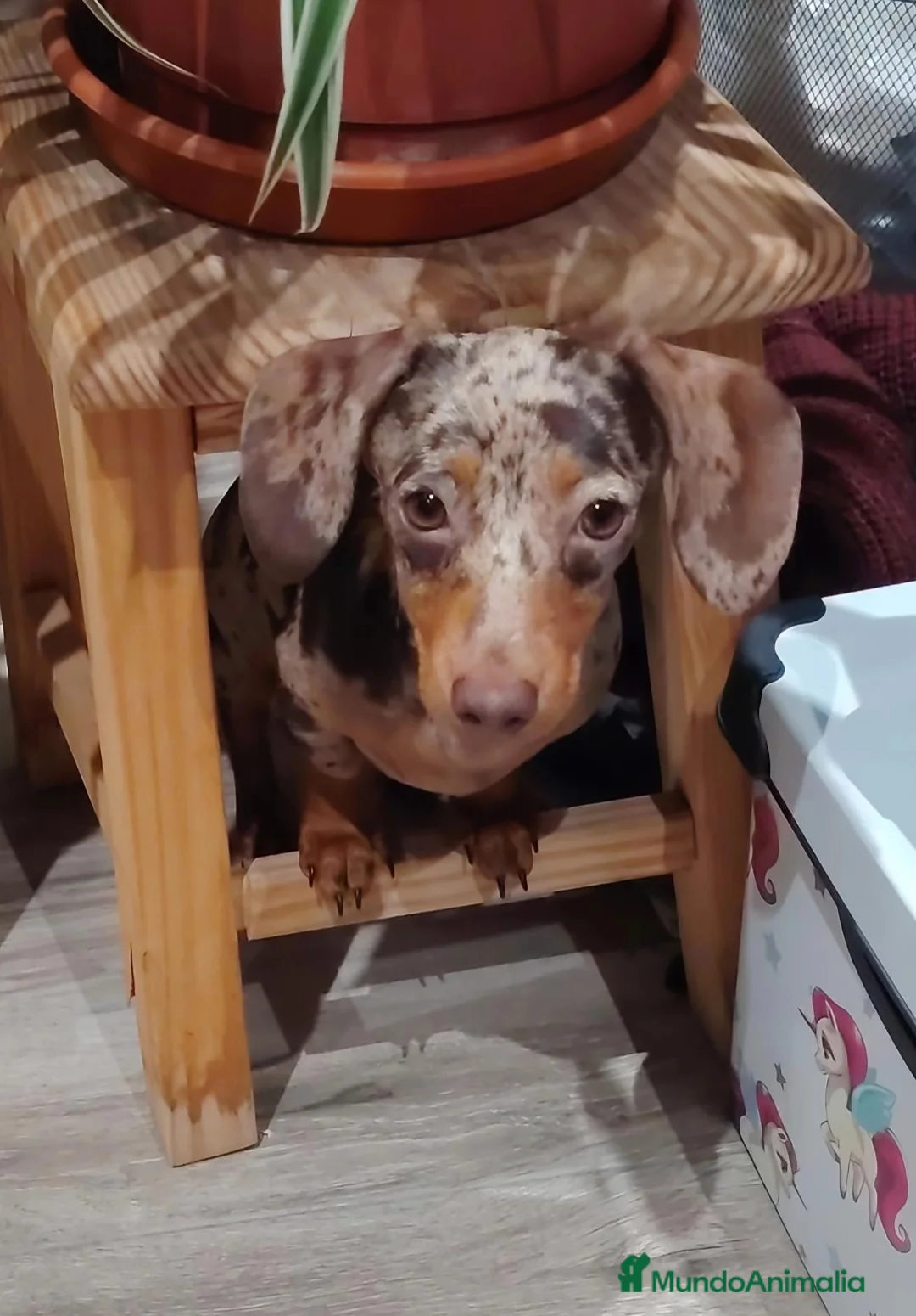 Teckel perros en venta: Teckel kaninchen  - Anuncio 1