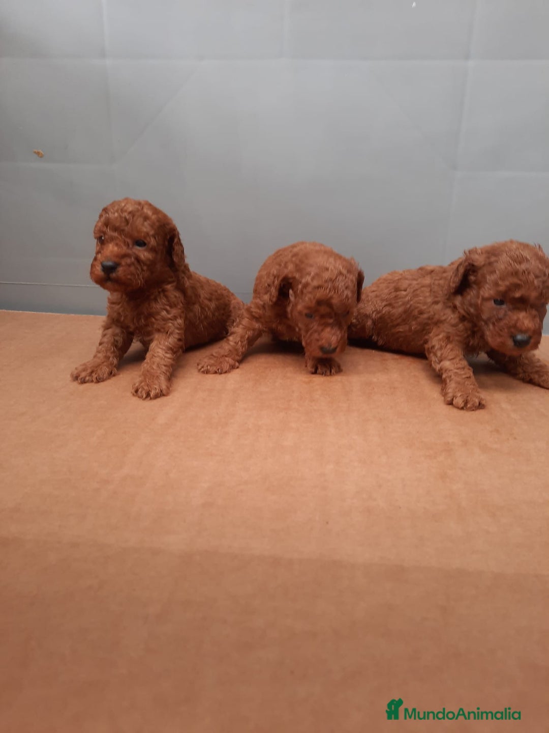 Caniche Toy perros en venta: caniche rojo  - Anuncio 1