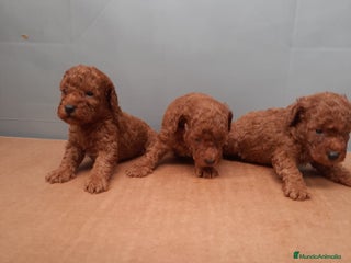 Caniche Toy perros caniche rojo - Anuncio 3