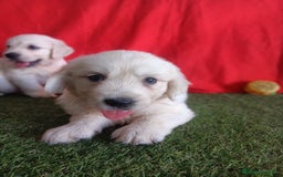 Golden Retriever perros en venta: GOLDEN RETRIEVER  - Imagen 4