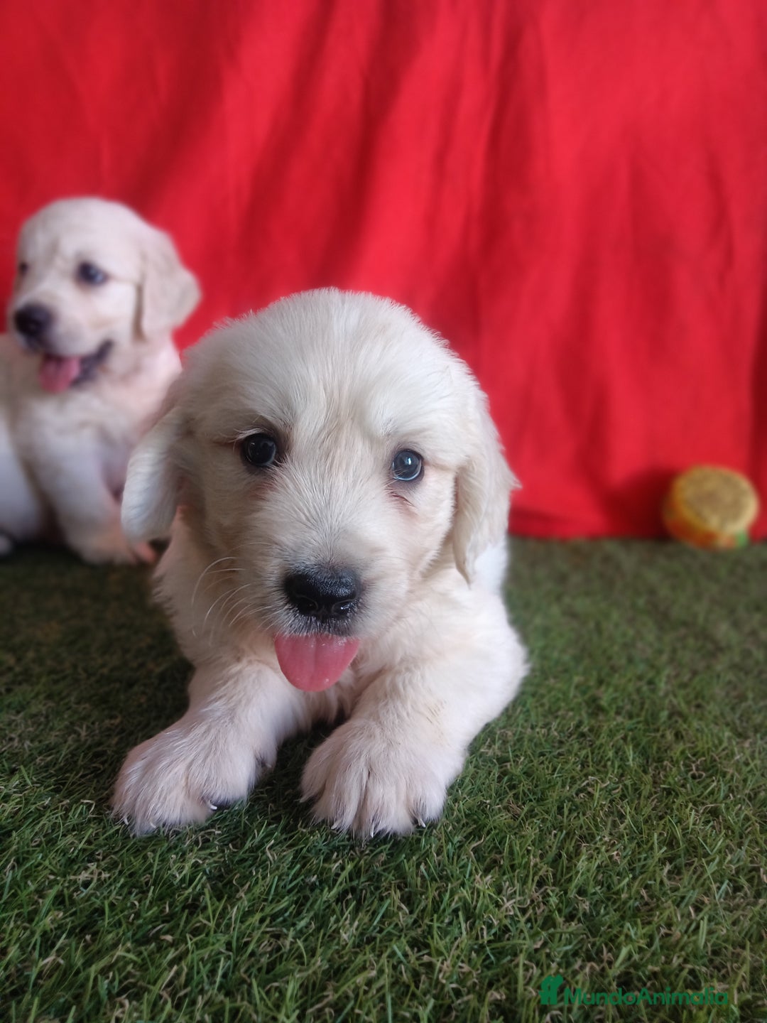 Golden Retriever perros en venta: GOLDEN RETRIEVER  - Imagen 4