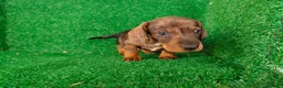 Teckel Miniatura perros en venta: Teckel miniatura  - Anuncio 15