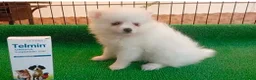Pomerania perros en venta: Lulu pomerania  - Anuncio 7