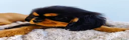 Cavalier King Charles Spaniel perros en venta: Cavalier Ruby y negro fuego - Anuncio 6