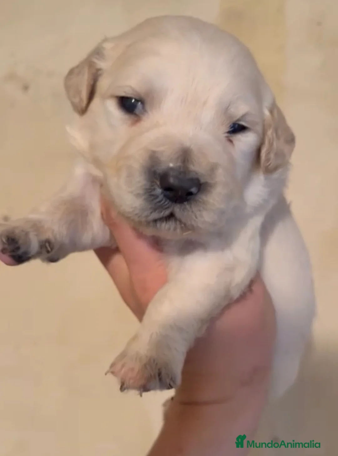 Golden Retriever perros en venta: Golden retriever macho - Anuncio 4