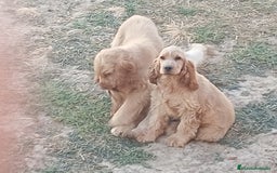 Cocker Spaniel Inglés perros en venta: Cocker  - Imagen 3