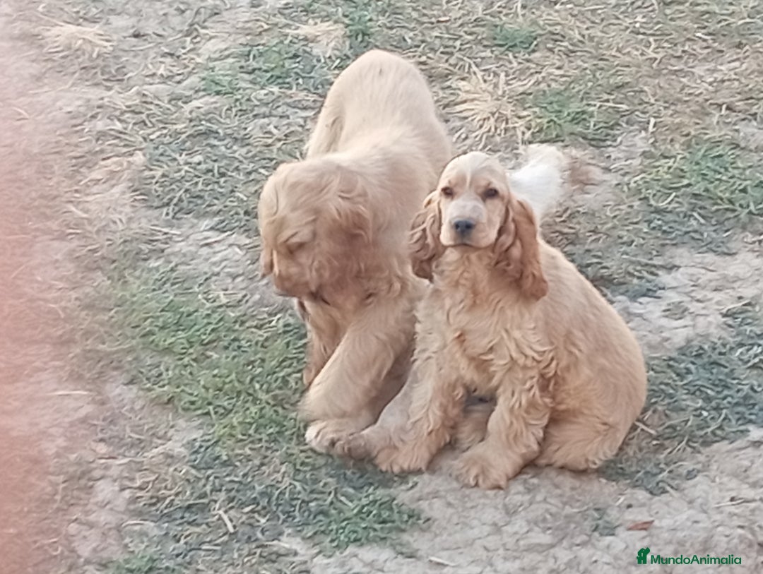 Cocker Spaniel Inglés perros en venta: Cocker  - Imagen 3