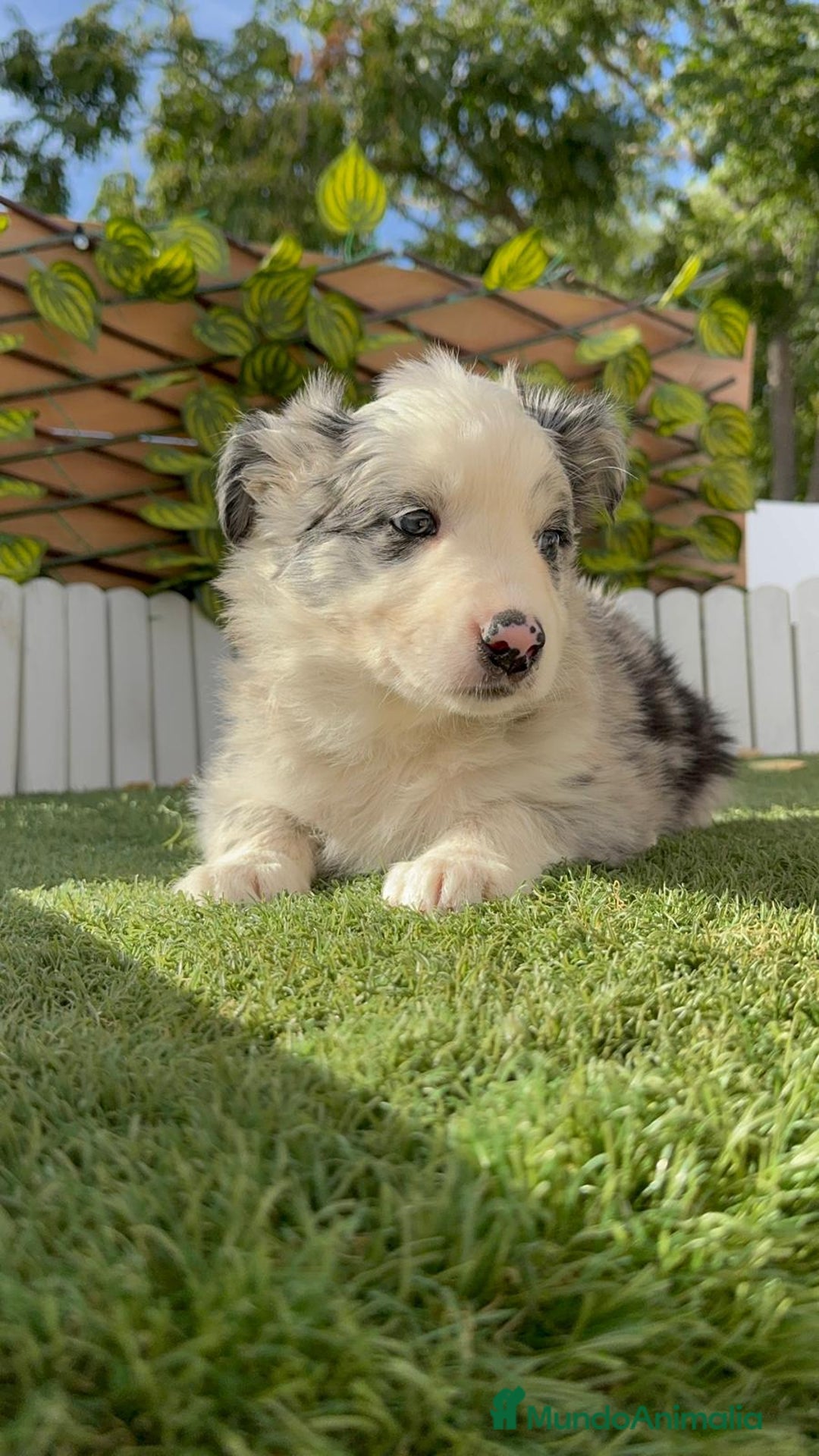 Border Collie perros en venta: BORDER COLLIE HEMBRA MERLE - Imagen 7