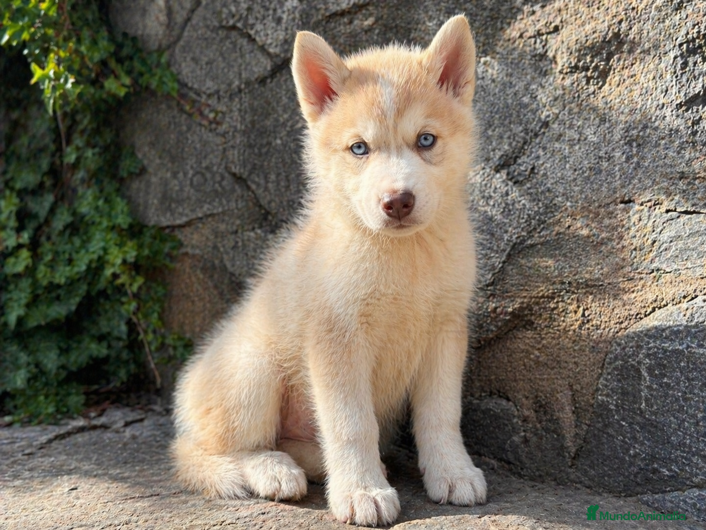 Husky Siberiano perros HUSKY SIBERIANO - Anuncio 1
