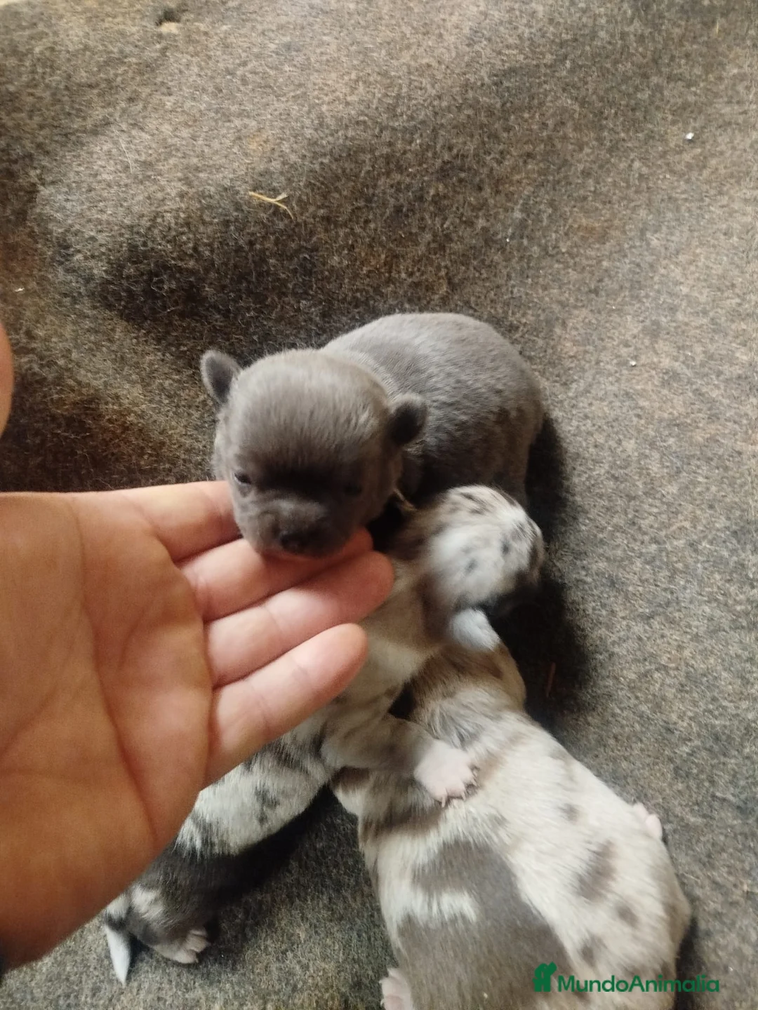 Chihuahua perros en venta: Chihuahua color exóticos Toy  - Anuncio 6