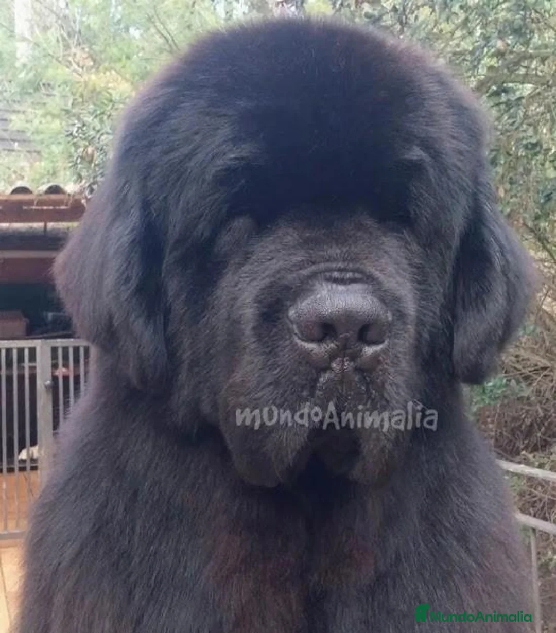 Imagen de galería {{count}}