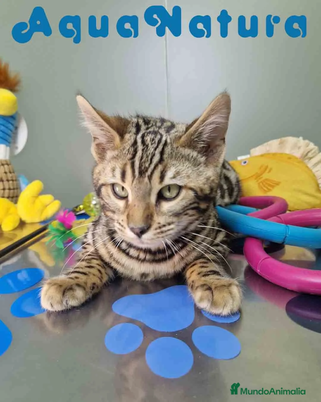 Bengalí gatos en venta: Bengali Macho 1706 AQUANATURA - Anuncio 7