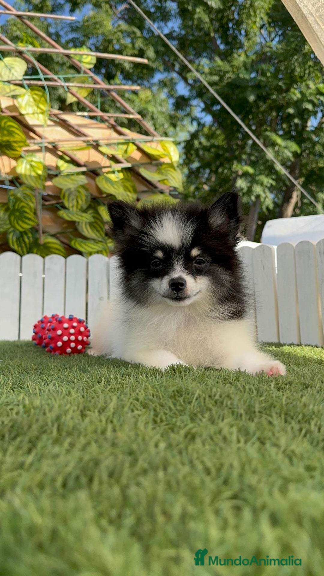 Pomerania perros en venta: POMERANIA MACHO ENVIOS A TODA ESPAÑA - Imagen 3