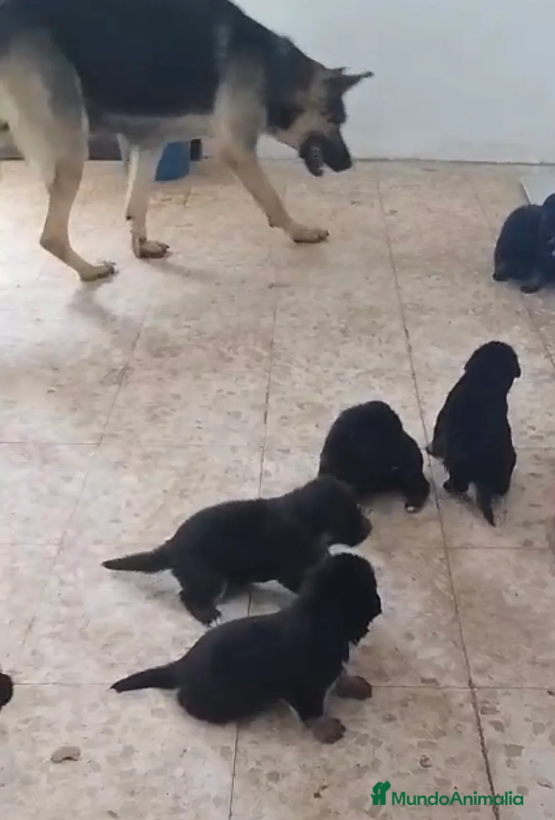Pastor Alemán perros en venta: Pastor alemán línea de trabajo 🐶🐾 - Anuncio 4