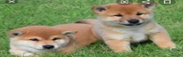 Shiba Inu perros en venta: Shiba inu - Anuncio 6