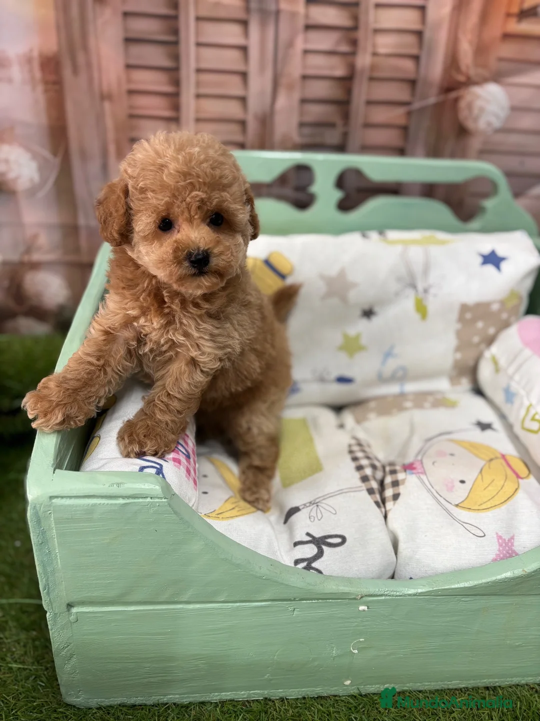 Caniche Toy perros en venta: Caniche Toy Hembra fotos reales !!! - Anuncio 2