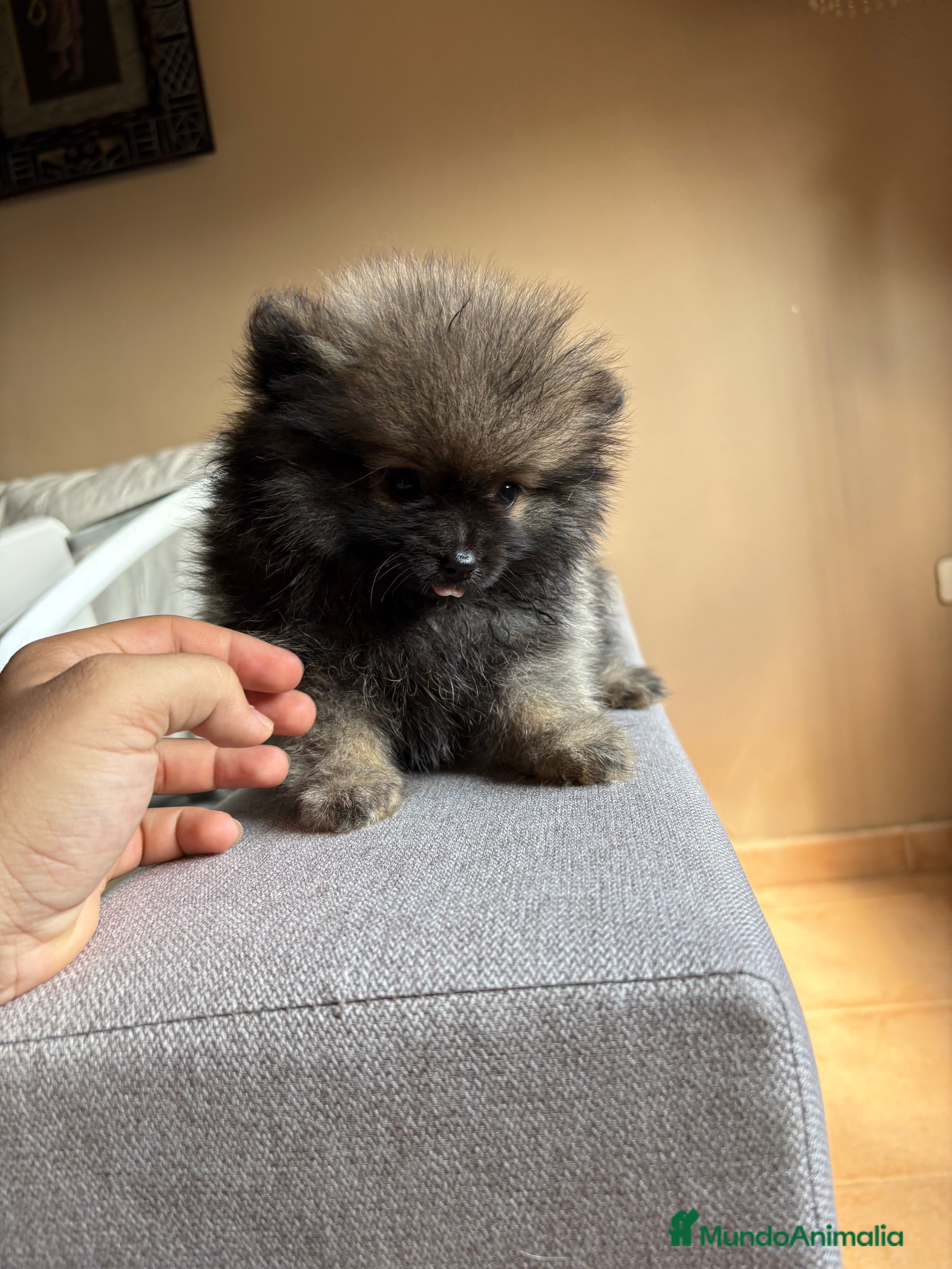 Pomerania perros Lulus de Pomerania  - Anuncio 39