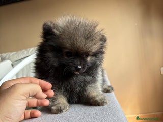 Pomerania perros - Anuncio 37