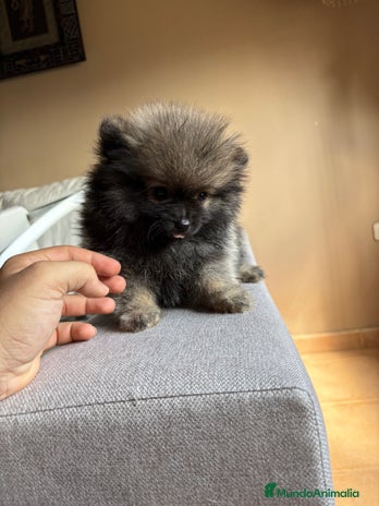 Pomerania perros - Anuncio 8