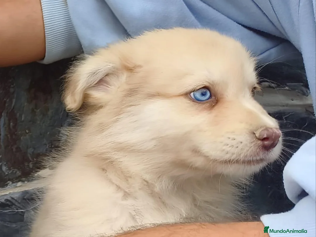 Raza Mixta perros en venta: BORDERPOM (BORDER COLLIE + POMERANIA) - Anuncio 2