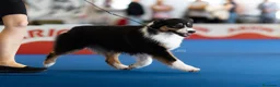 Pastor Australiano perros en venta: Proxima camada pedigree, familiar y con garantías - Anuncio 14