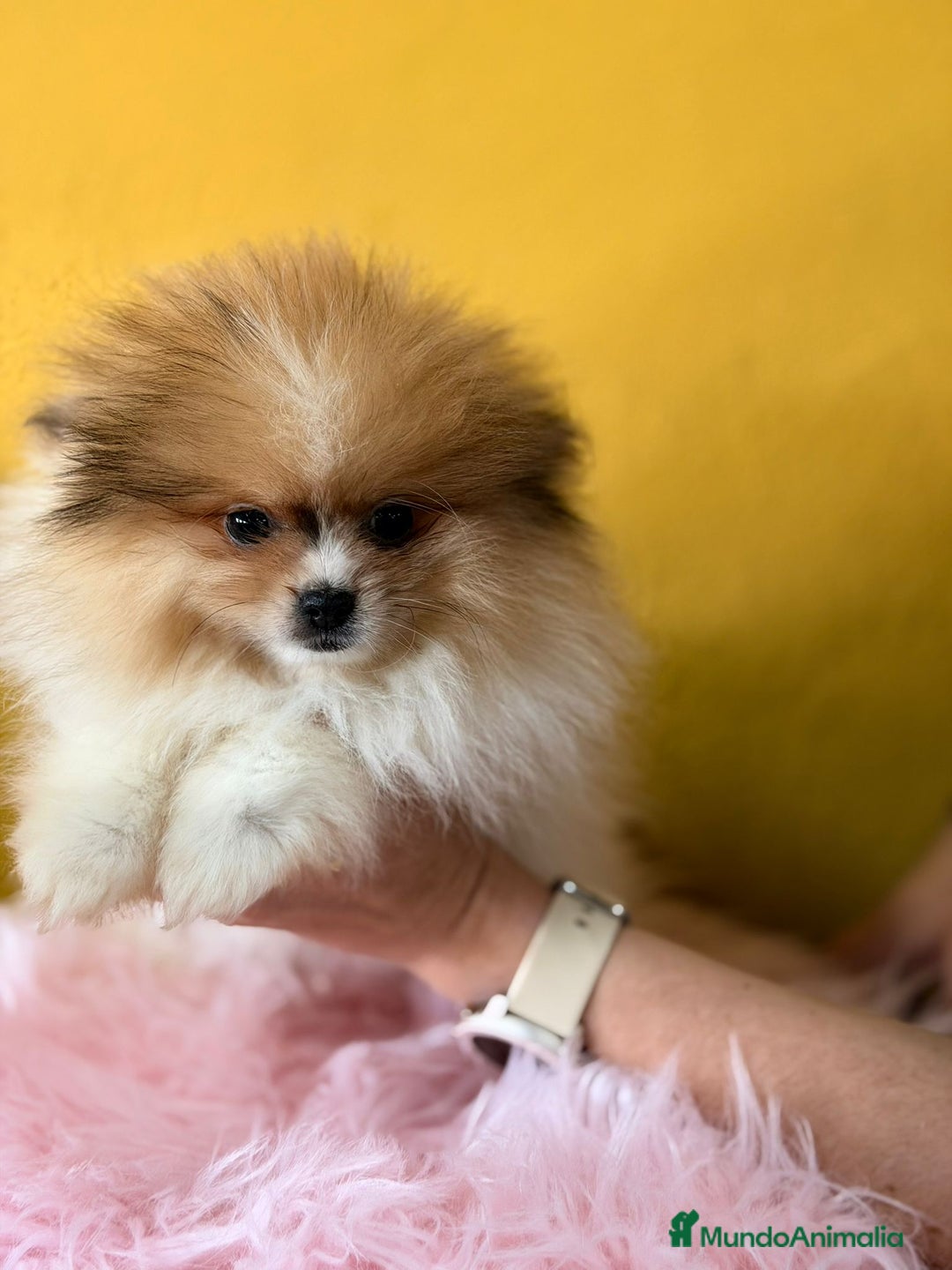 Pomerania perros en venta: Pomerania party color hembra  - Anuncio 2